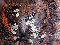 Formiche con larve e uova