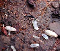 Formica che trasporta una quasi larva