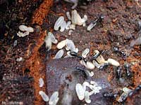 Uova e larve di formiche nere