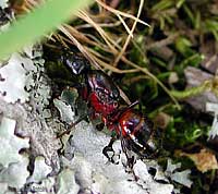 Camponotus ligniperda