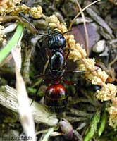 Camponotus ligniperda