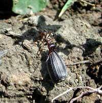 Formica che trasporta un seme di girasole