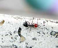 Formica Crematogaster scutellaris