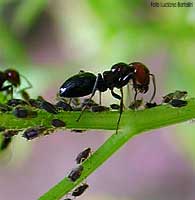 Camponotus lateralis che cura gli afidi