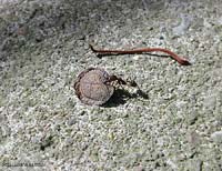 Formica che trasporta un seme di lunaria annua