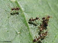 gruppo di Lasius che hanno circondato un'altra piccola formica