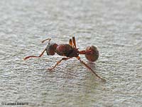 Formica Myrmica Ruginodis