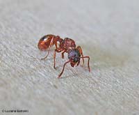 Formica Myrmica Ruginodis