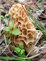 Fungo spugnoso Morchella esculenta