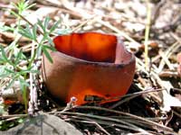 Peziza sp. fungo a tazza rossiccio