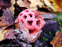 Clathrus ruber - 17.11.2003