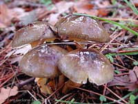 Hygrophorus sp.