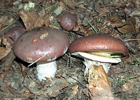 Suillus luteus