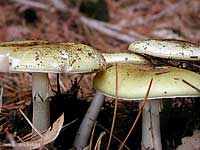 Amanita phalloides - 30.8.2002