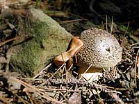 Amanita franchetii