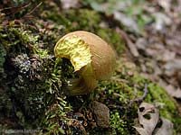 Boleto Xerocomus cfr. subtomentosus - 22.6.2004