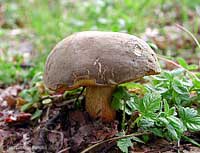 Boleto Erythropus, a piede rosso - 11.9.2002