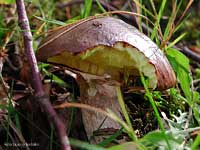 Boleto giallo Luteos sp.- 11.9.2002