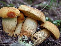 Boleto placidus - 20.9.2002