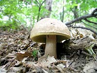Boleto aestivalis - 7.6.2005