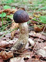 Boletus Variicolor - 11.9.2002