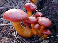 Gymnopilus spectabilis Funghi rossi con lamelle - 13.9.2002