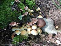Gruppo di funghi di diverse varietà