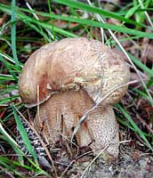 Fungo porcino Boletus aestivalis