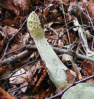 Phallus impudicus - Satirone