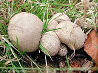 Gruppo di vesce Lycoperdon nigrescens