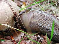 Vescia Lycoperdon sp. con lumacone