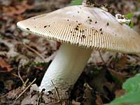fungo bianco genere Amanita