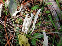 Clavaria rugosa - 26.10.2004