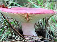 Russula sanguinea