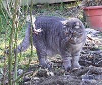Filiberto