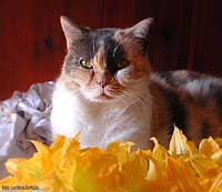 Micia tra i fiori di zucca - 2004