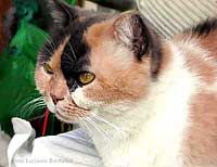 Gatta Micia
