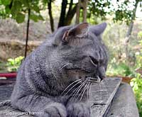 Filiberto 2003