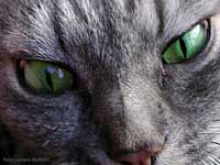 Gli occhi verdi di Filiberto