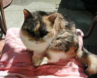 Micia a sedere sulla sedia in controluce