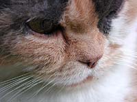 La mia bellissima Gatta Micia 30/3/02