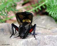 Gryllus campestris con le ali alzate