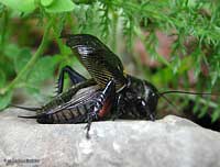 Grillo nero canterino