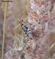 Piccola cavalletta mimetica