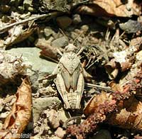 Cavalletta Oedipoda caerulescens