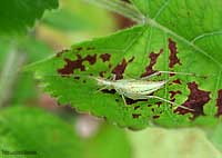 Oecanthus pellucens
