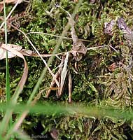 Cavalletta striata posata sul muschio