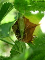 Oecanthus pellucens il grillo d'Italia