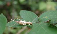 Oecanthus pellucens
