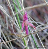 Pezotettix giornae ortottero violetto